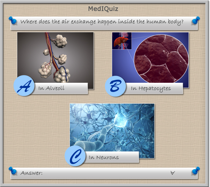 Where does the air exchange happen inside the human body? - MedIQuiz