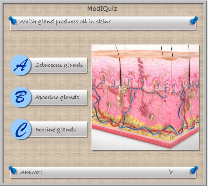 Which is the oil producing gland in the skin? - MedIQuiz