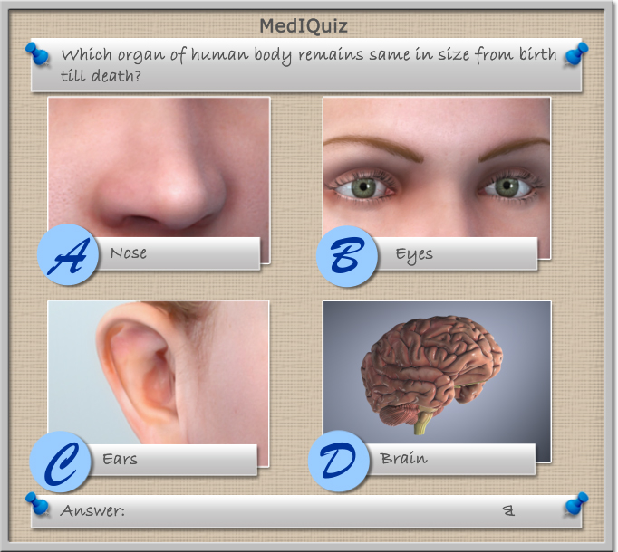 Which organ of human body remain same in size from birth till death? - MedIQuiz