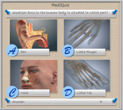 Where is the smallest bone of the human body situated? - MedIQuiz
