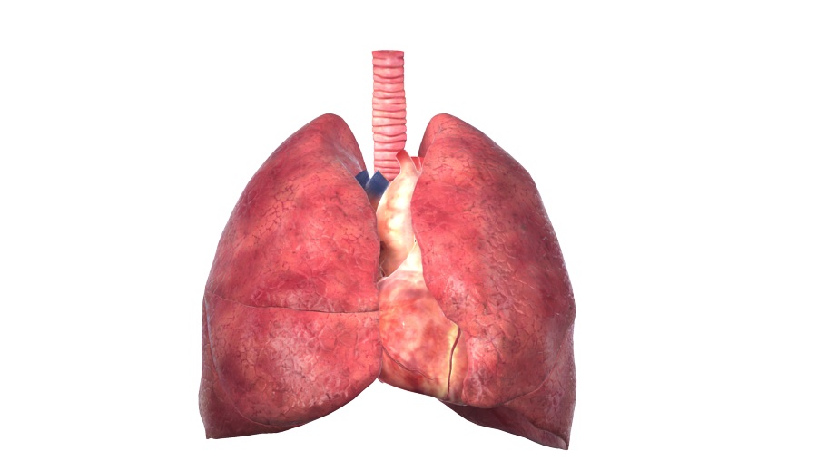 Which organ is not a part of the thoracic cavity