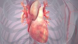 Heart Anatomy visuals help understand Heart Diseases better
