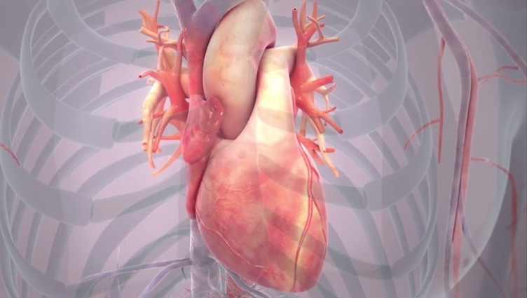 Cardiac Animation - Scientific Animations
