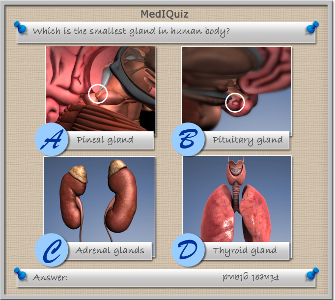 Smallest gland in the human body - MedIQuiz97