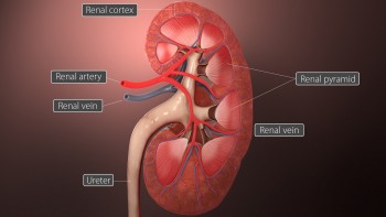 Cross-section of Kidney in 3D