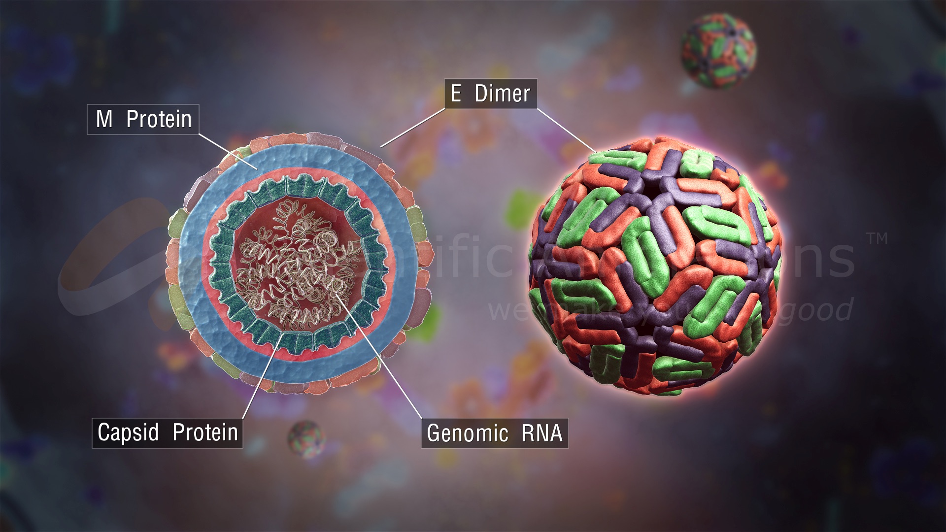 3D medical illustration of Dengue Virus