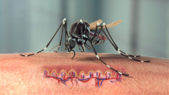 Malaria Mosquito