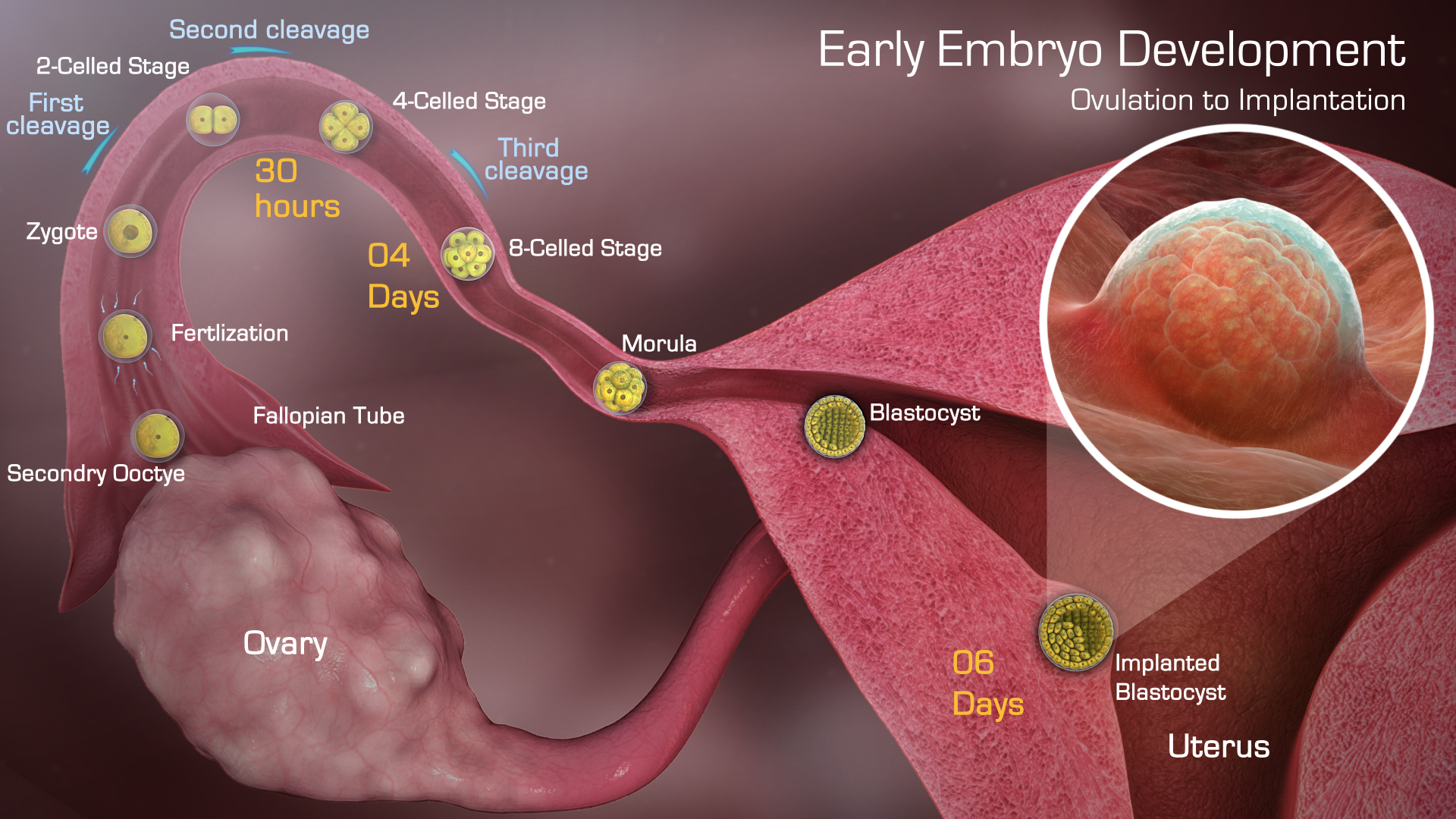 Medical Animation Explaining Stages of Pregnancy