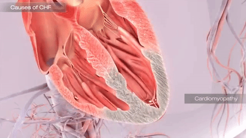 3D Medical Animations: Areas of Application - Scientific Animations