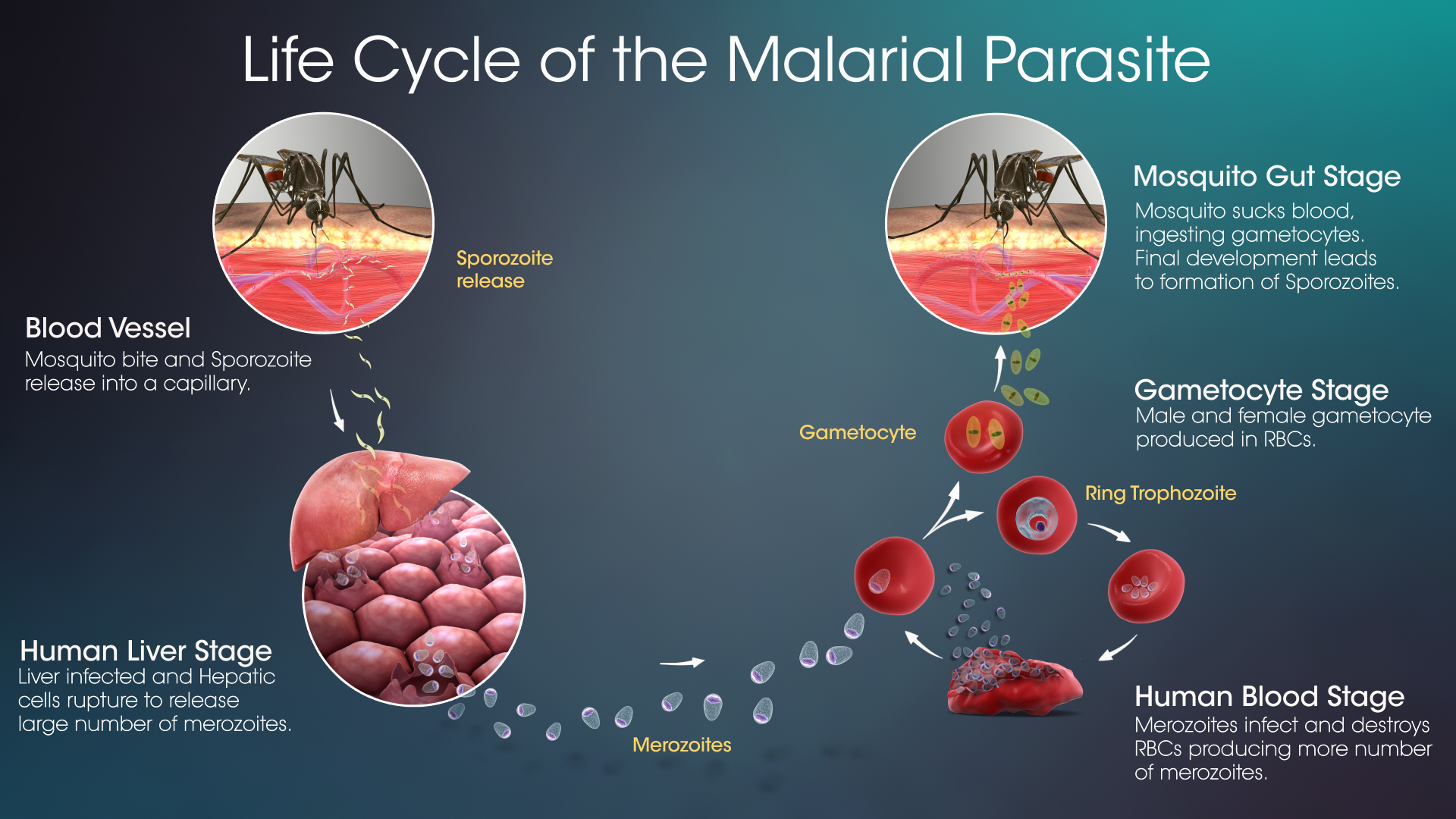 Life Cycle Of Malarial Parasite