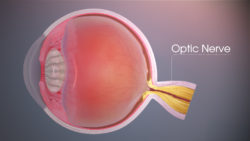 Zinc Assists Optic Nerve Regeneration