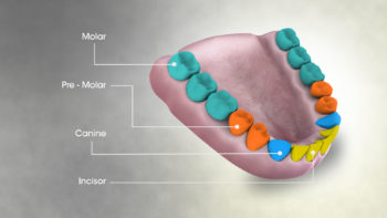 Types of Teeth