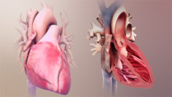 Medical Animations Reveal The Structure Of The Heart And Explain Cardiology Related Conditions