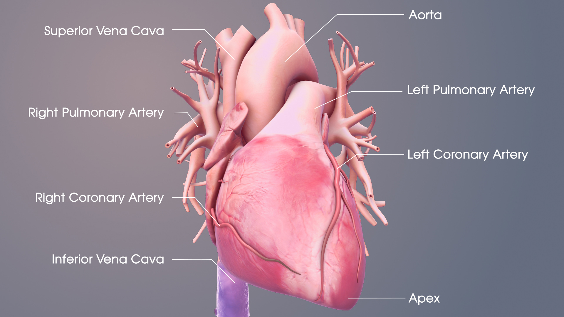 Medical Animations For Heart's Structure and Related Conditions