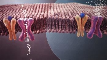 Insulin resistance (right side) contributes to high glucose levels in the blood.