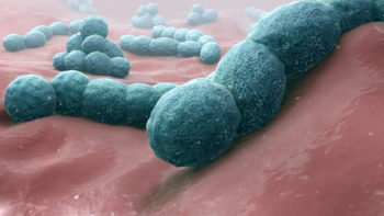 Streptococcus pneumoniae- A causative bacteria of meningitis.