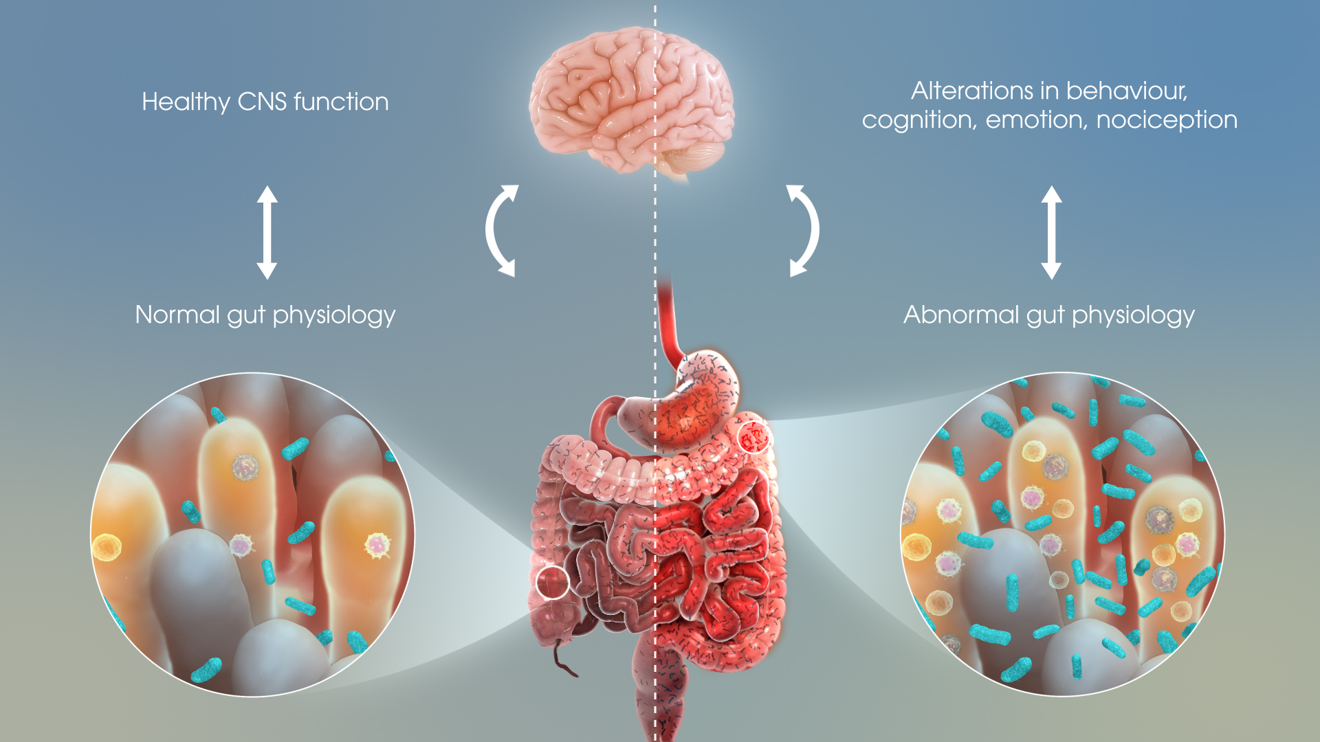 How Gut Bacteria Impact Human Emotions - Scientific Animations
