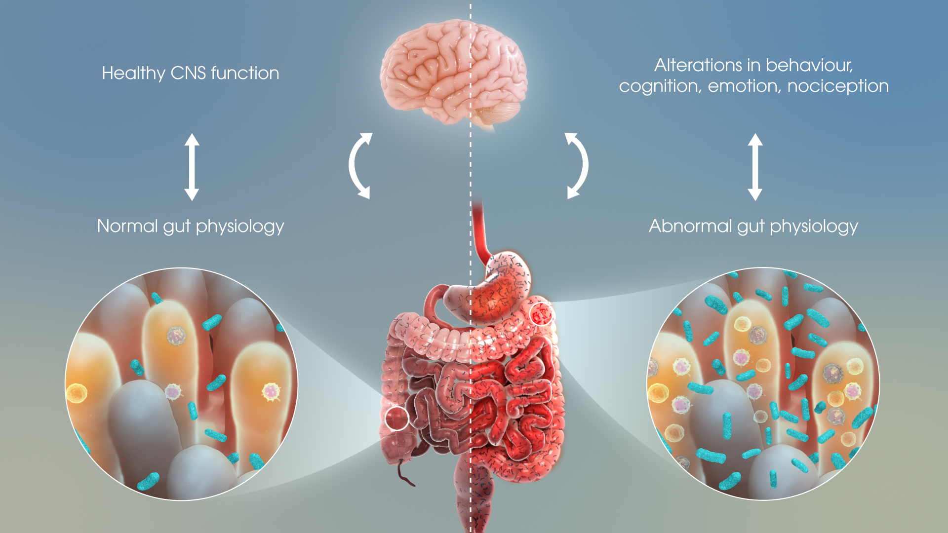 How Gut Bacteria Impact Human Emotions