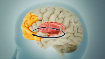 Parts of brain that get affected by OCD