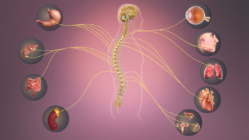 Sympathetic Nervous System- Information transmits through it affecting various organs.
