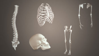 Bones of skeletal system