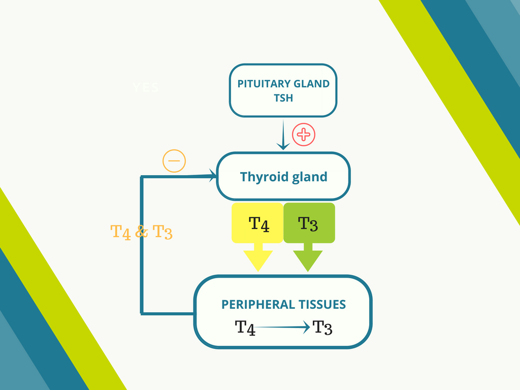 Hypothyroidism Pathophysiology Flow Chart