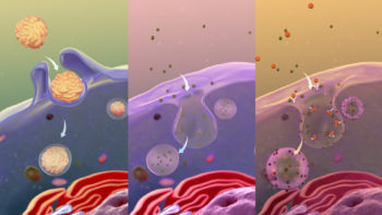 A depiction of various types of Endocytosis