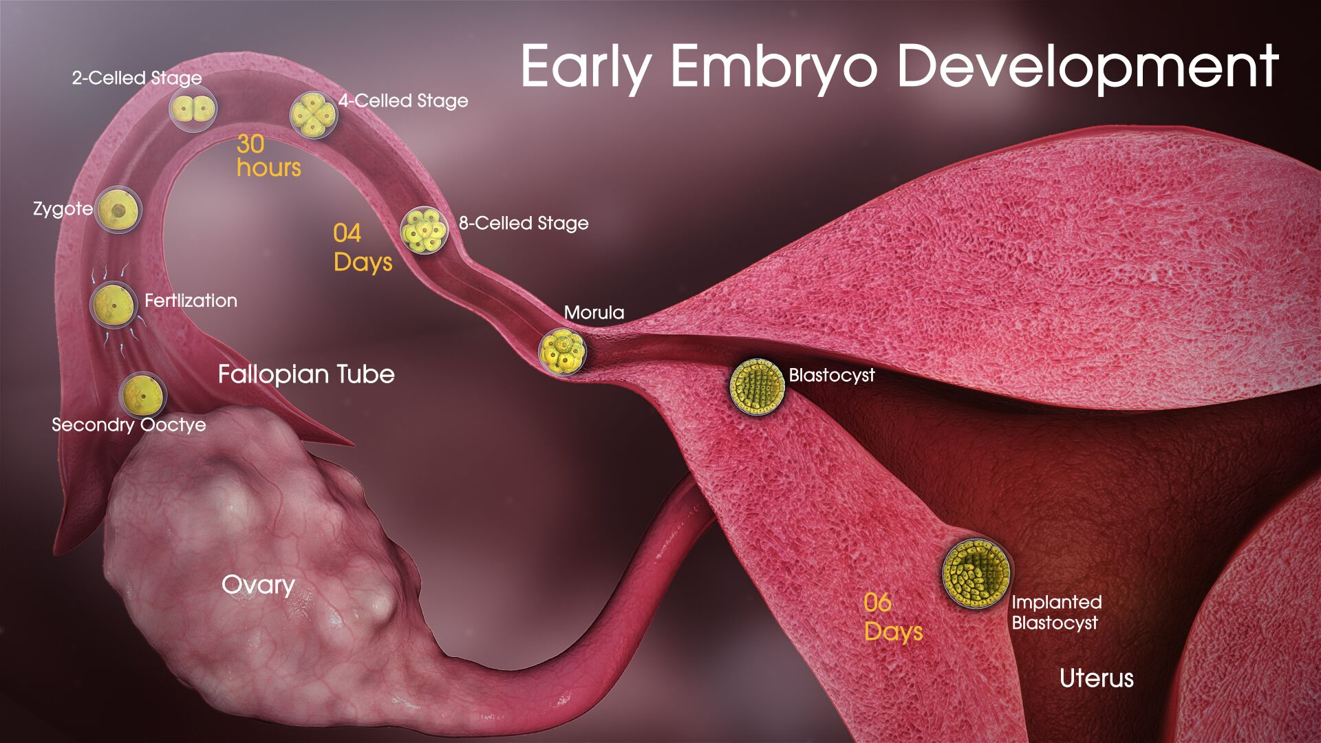 embryo development - Scientific Animations