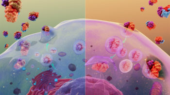 Exocytosis (L) and Endocytosis (R)