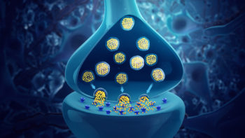 Synaptic vesicles release neurotransmitters which bind to the receptors on the postsynaptic membrane.