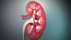 3D Medical Animation still showing Kidney Cross Section
