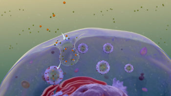 Receptor Mediated Endocytosis