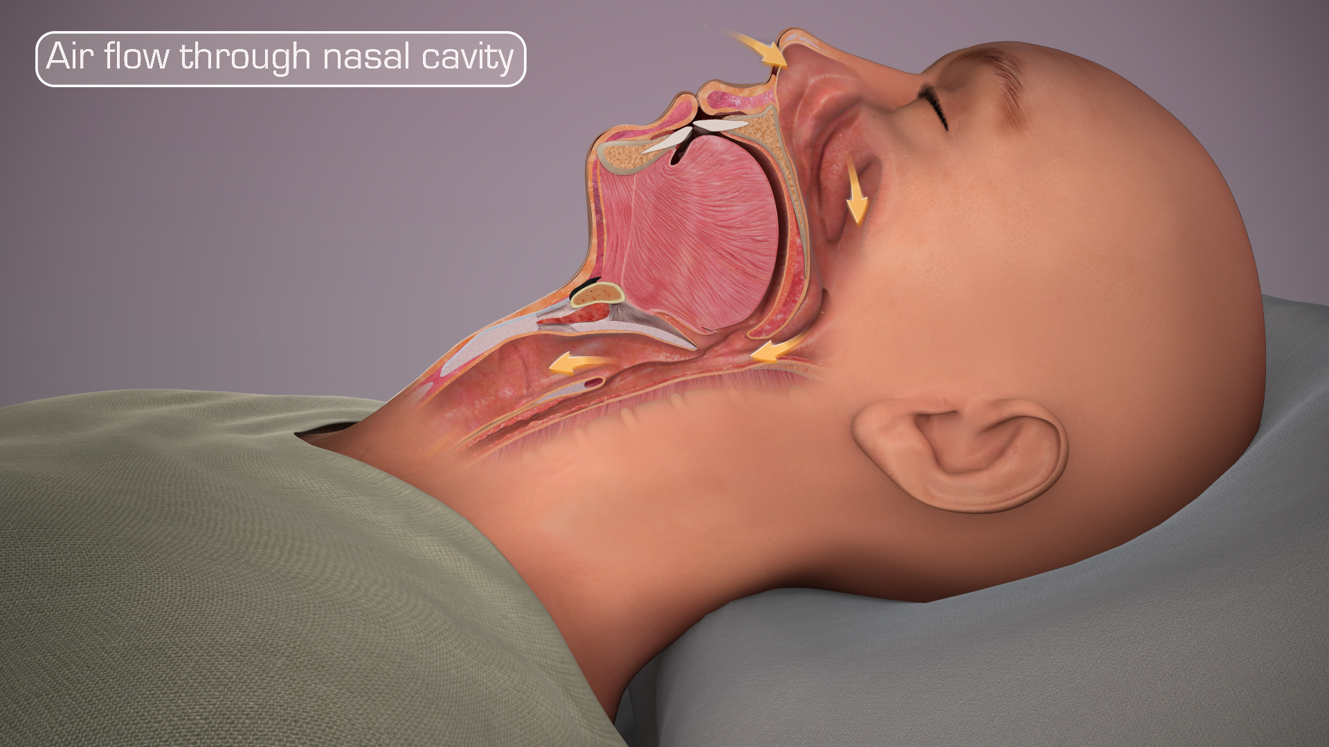Snoring: Types, Causes, Medicine and Treatment - Scientific Animations