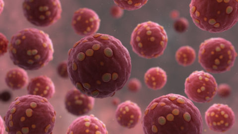 Hantavirus - Scientific Animations