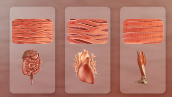 Three distinct types of muscles (L to R): Smooth (non-striated) muscles in internal organs, cardiac or heart muscles, and skeletal muscles