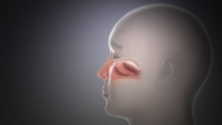 3D medical animation still depicting nose