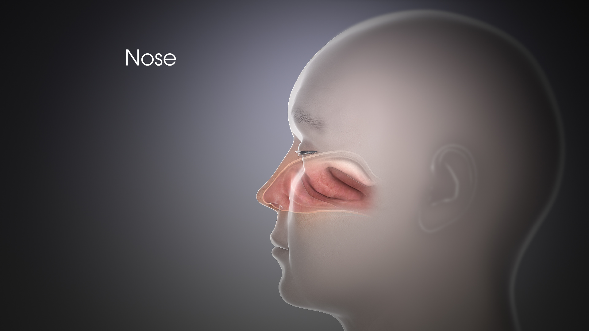 Nose: Functions and related Diseases - Scientific Animations