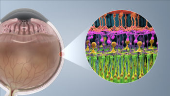 3D medical illustration of the rod and cone structure of photoreceptors.