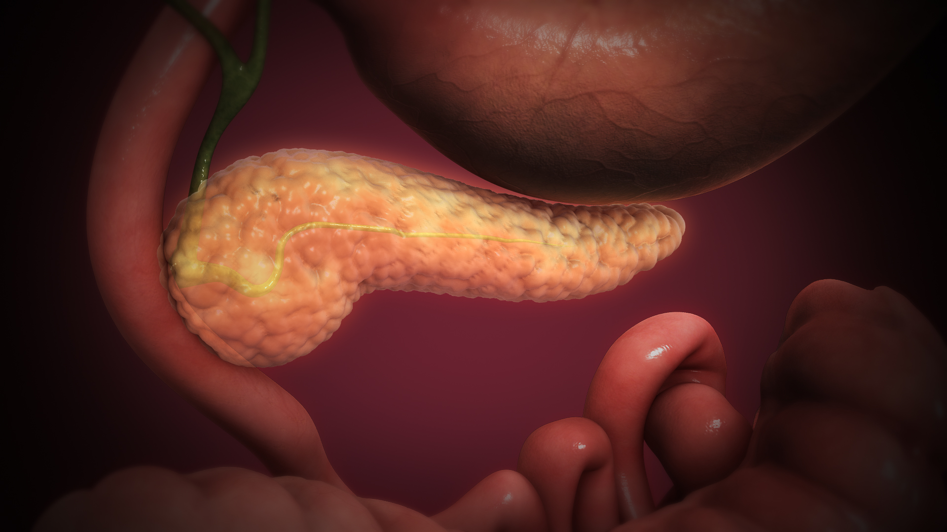 3D medical animation still showing Pancreas