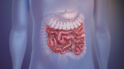 3D Medical Animation still showing Small Intestine