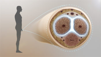 3D Medical Animation still showing small Intestine tunica albuginea