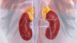 3D medical animations still showing Adrenal Glands