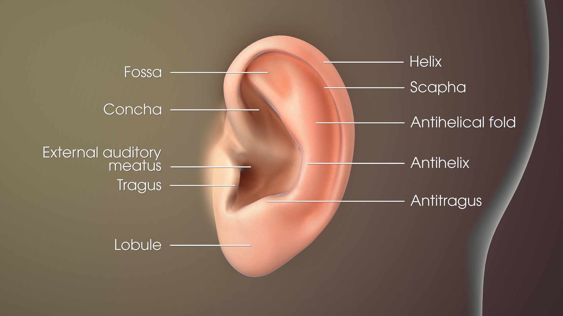 3D medical animations still showing ear
