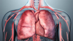 3D medical animation still of Lungs