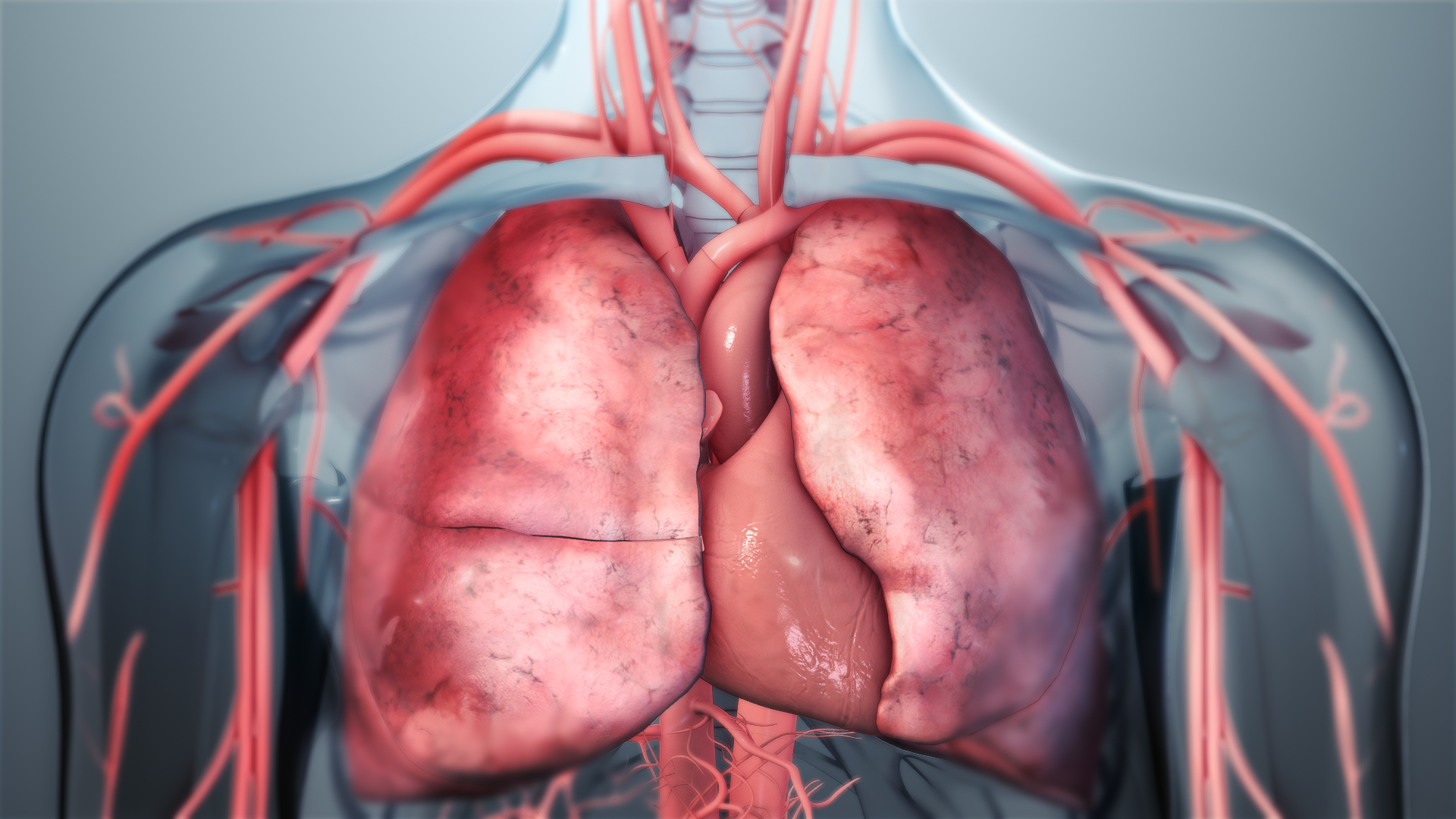 3D medical animation still showing Lungs