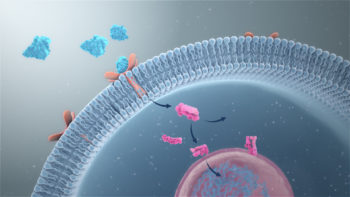 3D Medical animation still showing signal transduction.