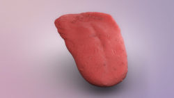 3D medical animation still showing Tongue Papillae
