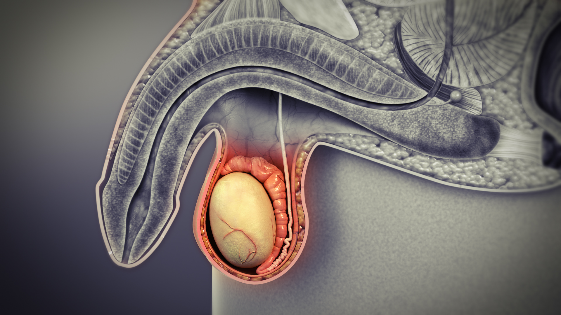 3D medical animation still of Testes