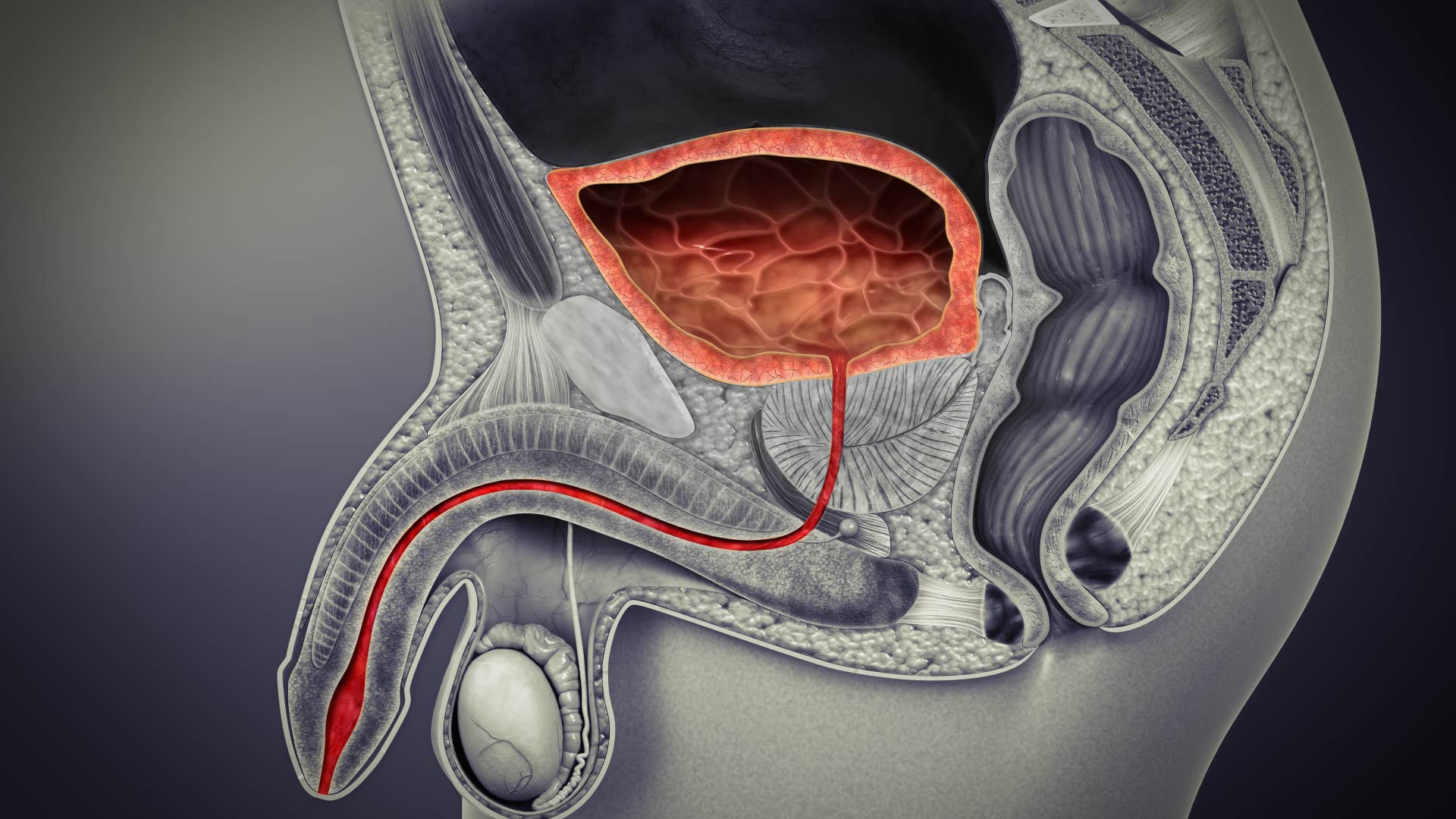 3D medical animations still showing Urinary Bladder