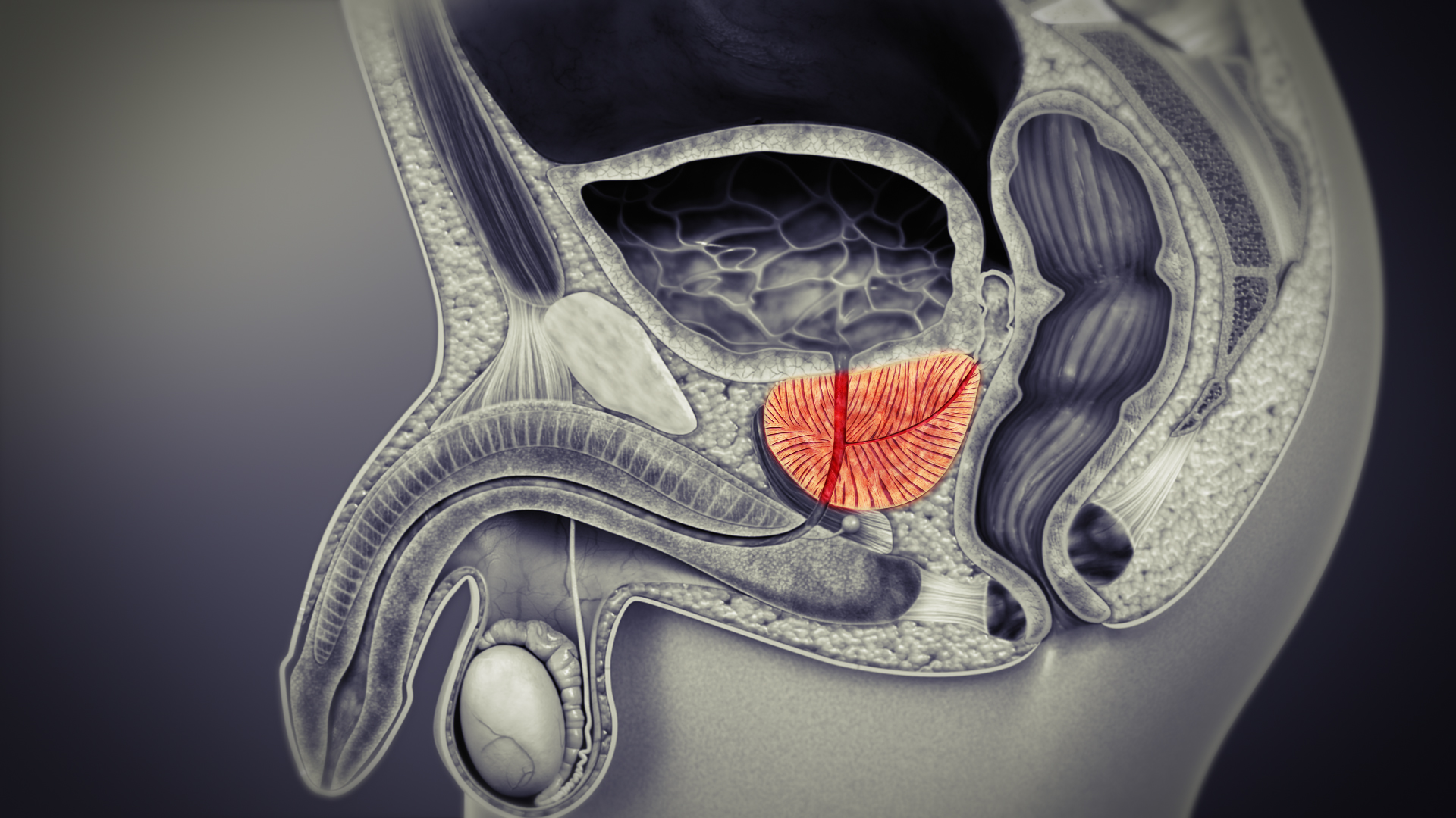 prostate anatomy 3d